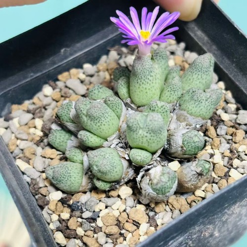 Multi Heads Succulent Live Plant Conophytum marginatum v karamoepense 955D