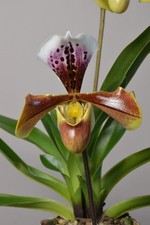 Paphiopedilum Hybrid Orchid, Live Plant Not In Bloom