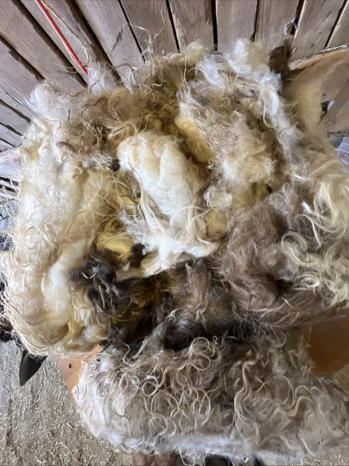 Icelandic fleece Really NICE, Raw unwashed, unskirted, 2.8 Pounds - Image 3 of 4
