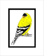 Goldfinch, Note Card, Pen and Ink, Matted