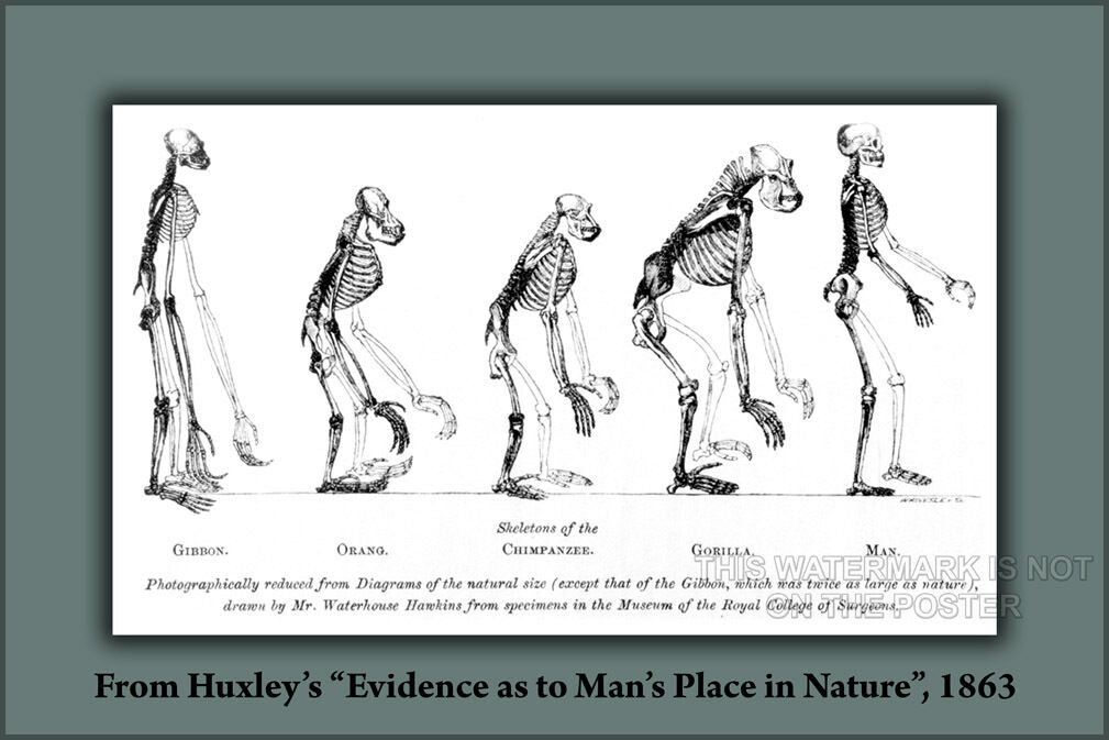 Plakat,Viele Größen; Mensch Evolution HUXLEY'S Evidence als zu MÄNNER Place in Plakat,Viele Größen; Mensch Evolution HUXLEY'S Evidence als zu MÄNNER Place in