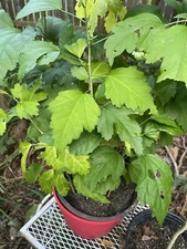 Rose Of Sharon Hibiscus Organic Live Plant w/ Roots 1+ Year Transplant  Bush