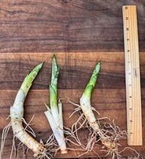 3 Sansevieria Snake Plants Rooted 5    Mother In Law  Dracaena Trifasciata