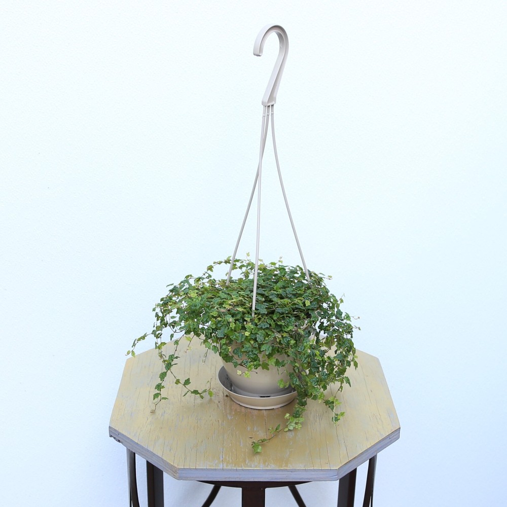 LIVE Ficus String of Frogs, Miniature Oakleaf Fig in 4.5