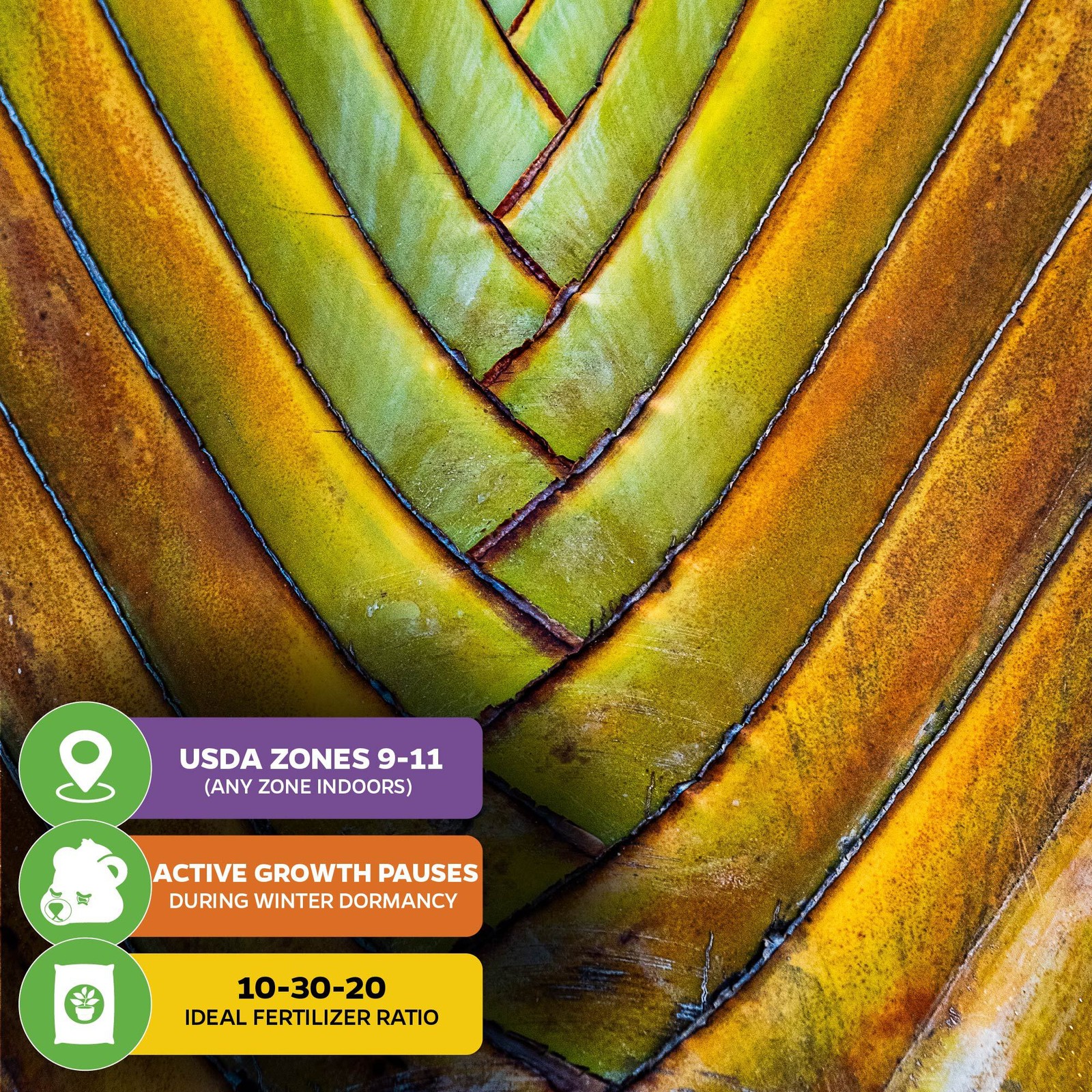 Traveler's Tree (Traveler's Palm) - Ravenala madagascariensis - Wellspring Garde