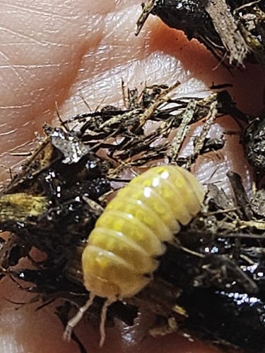 T-albino Isopods – Armadillidium Vulgare – 20+ Count Live Culture