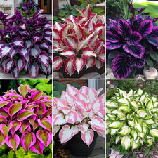 180 Mixed Color Hosta Seeds for Planting Outdoors-Shade/Cold Tolerant Perennials