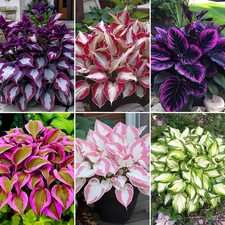 180 Mixed Color Hosta Seeds for Planting Outdoors-Shade/Cold Tolerant Perennials