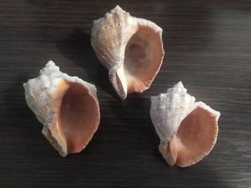 Rapan SET 3 Pcs. Shell natural, Black Sea Odessa