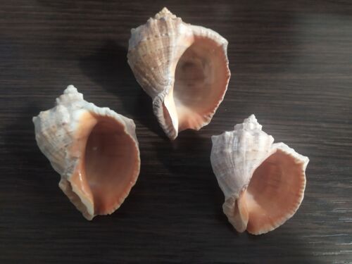 Rapan SET 3 Pcs. Shell  natural, Black Sea Odessa  - Afbeelding 1 van 12