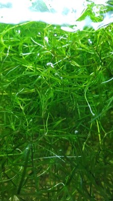Guppy Grass (Sandwich bag full 2oz)