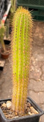 Argentine Torch Cactus ECHINOPSIS HUASCHA succulent from Argentina #2437