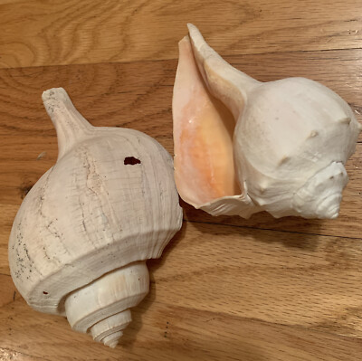 Conch Shells Set of 2 Seashells 8 inch & 7 inch long Beach Finds Beautiful Sea