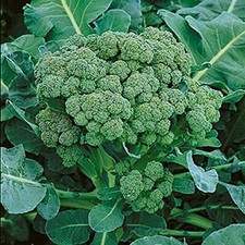 Broccoli Green Sprouting Heirloom Great Vegetable By Seed Kingdom 8,000 Seeds