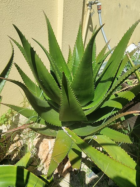 Aloe Secundiflora 100 Seeds