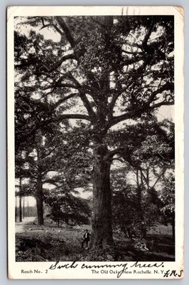 1906 The Old Oaks New Rochelle NY RPPC Postcard Giant Tree Man Rosch No. 2