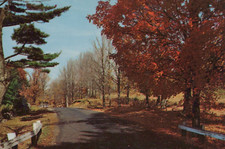 Fallen Leaves and Colorful Trees in Magnificent Autumn Chrome Vintage Post Card
