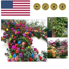 200 Heirloom Mix Climbing Rose Seeds - Long-Blooming Ornamental Beauties
