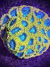 Favia of the gods 2+ polyp frag Coral King Wysiwyg live coral frag