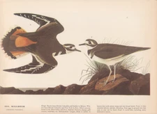Audubon 1942 Vintage Birds #225 "Killdeer" Full Color Art Plate Lithograph