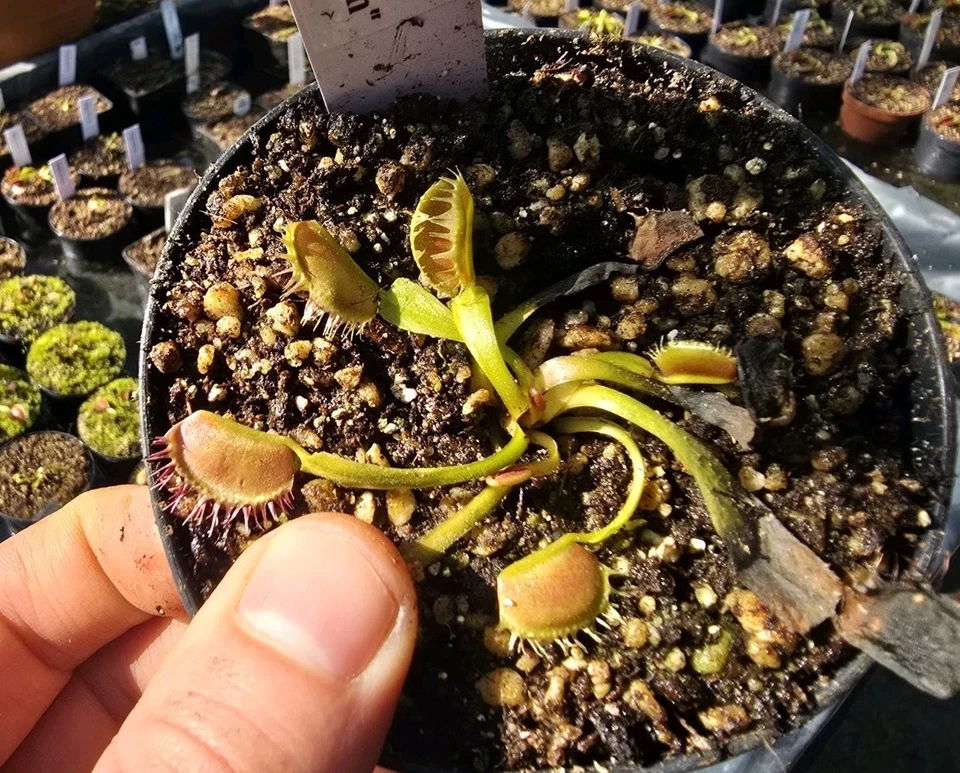 Dionaea muscipula "Crispy Sun", fleischfressende Pflanzen, Venusfliegenfalle - Bild 1 von 1