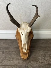 PRONGHORN ANTELOPE EUROPEAN SKULL MOUNT  