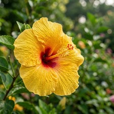 100 Yellow Peach Giant Hibiscus Seeds - Beautiful Garden Plants - Easy to Grow