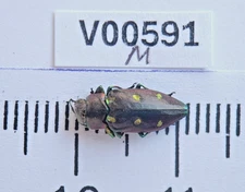 V00591. Insects, Beetles, Buprestidae sp. North Vietnam, Ha Giang