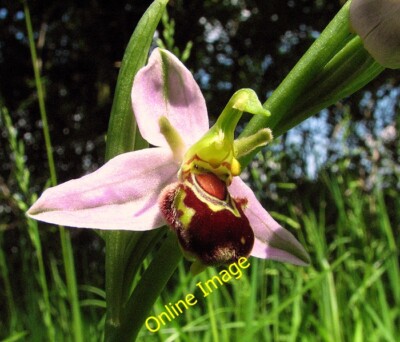 Photo 6x4 Bee orchid (Ophrys apifera) Hethel Bee orchids can be found gro c2014