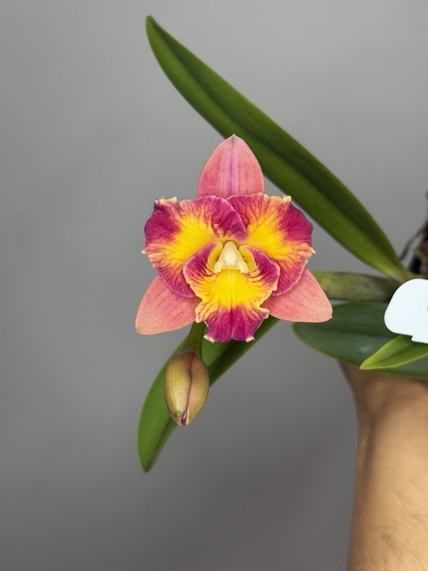 NEW! Unreleased 2027 Cattleya (Slc. Angel Eyes x Pot. Exotic Really