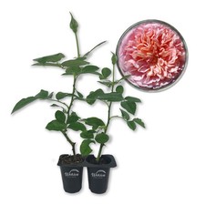Abraham Darby Rose Bush - Live Starter Plants in 2