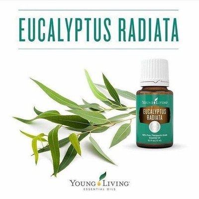 ** Young Living Ätherische Öle ** Eucalyptus radiata 15ml