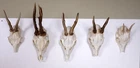5 deer horns for crafts and decorating
