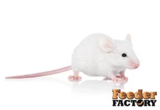 Frozen Feeder Mice - SAVE ON SHIPPING WITH MULTIPLE PACKS! - 7 different sizes