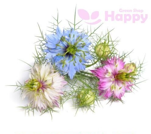 CLIMBING FLOWERS - Vines - Thunbergia Morning Glory Sweet Pea - Flower seeds - Picture 32 of 121