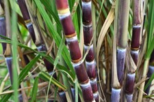 2 Cutting 2 Nodes Each  Sugarcane Sweet LIVE PLANT Fresh