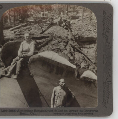 Monster Sequoia Felled Converse Basin CA Underwood Stereoview c1900
