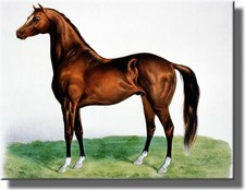 Beautiful Horse Vintage Picture on Stretched Canvas, Wall Art D cor, Ready to Ha