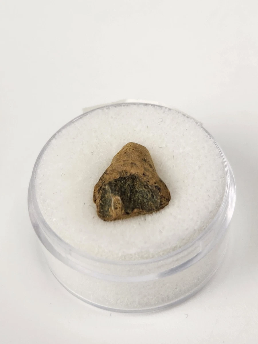 Nicely Preserved Rare 0.66 Inch Leptoceratops gracilis Dinosaur Tooth Lance Creek Fm Montana –
