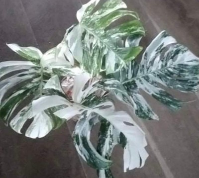 philodendron pink princess pflege Philodendron 'Pink Princess' kaufen main image 1