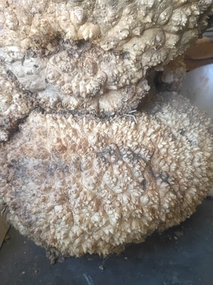 Box Elder Maple Burl Cluster 32'' X 14'' Live Edge Insanely Figured Tree