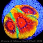 Corals of Eden ~ WYSIWYG Live Coral Frag ~ AppleJacks Favia Coral ~ LPS SPS — photo 3