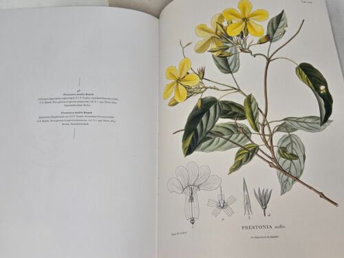 ALEXANDER VON HUMBOLDT & BOTANISCHE ERFORSCHUNG AMERIKAS VON H.W. LACK BOOK - Bild 12 von 12