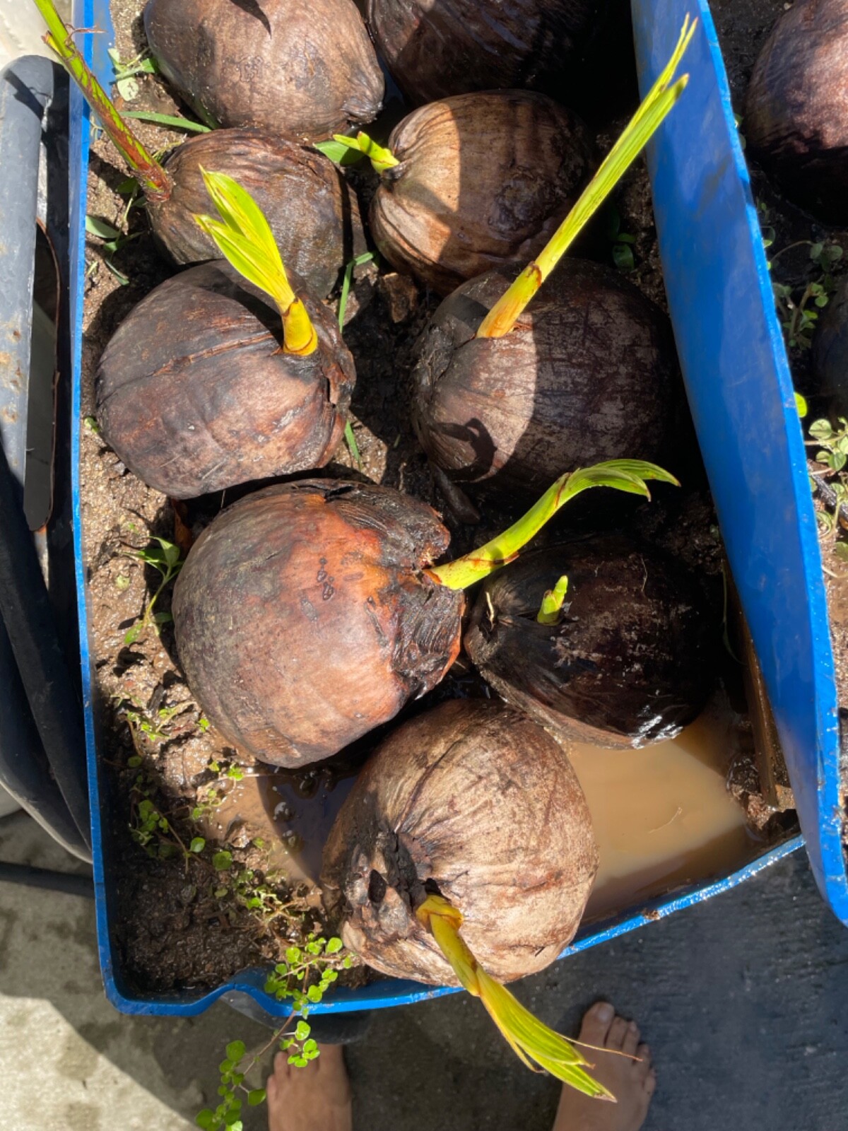 Dwarf coconut from The Caribbean Organic one Coconut seed sprouted