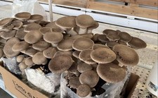 Super Offerta 100 ballette funghi Cardoncelli alta resa e qualità Fungaie