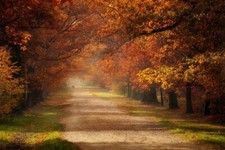 Landscape fall grass trees mist green orange leaves Custom Gaming Mat Desk