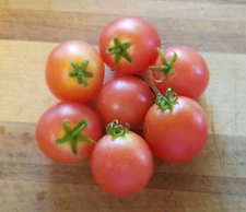 Rosy Finch Micro Dwarf Tomato (20 Seeds) - unique and sweet!