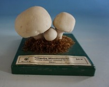 SOMSO anatomisches Modell Pilz Mushroom Feldegerling Wiesenchampignon (0721-178)