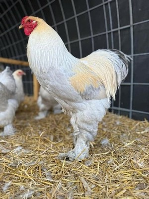 6+ Isabel Brahma Hatching Eggs