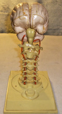 Human 1:1 Size Cervical Vertebral Column with Neck Artery Joint Anatomical Model